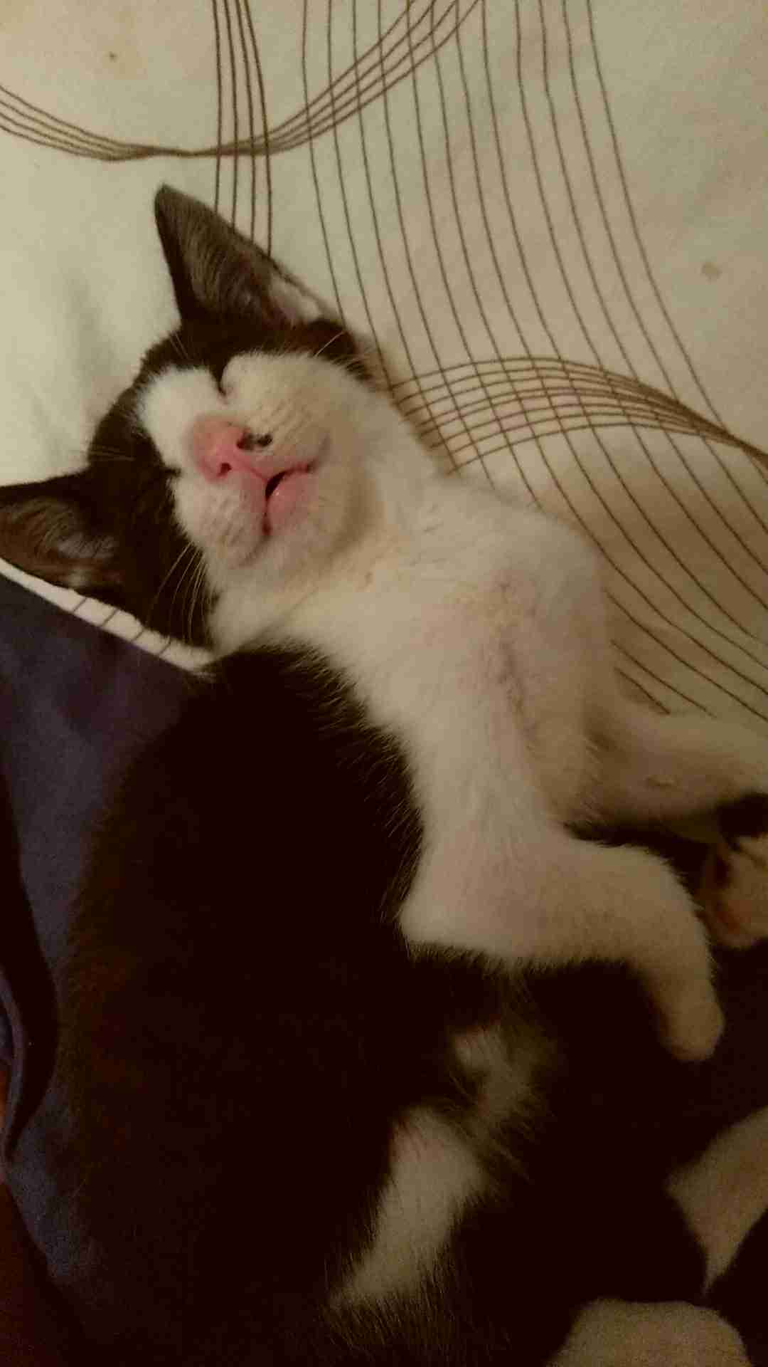 どの猫種が好きですかPart2