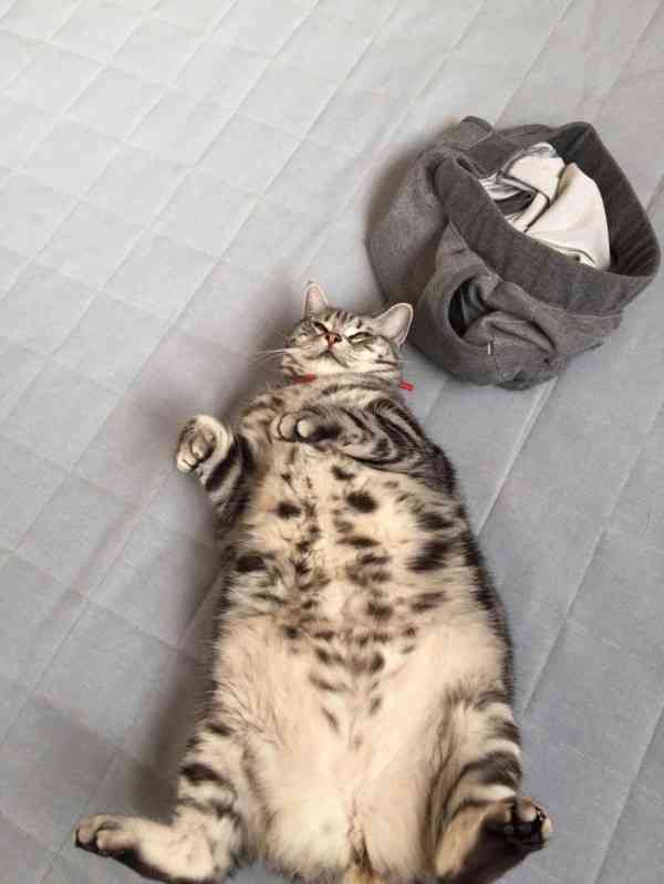 どの猫種が好きですかPart2