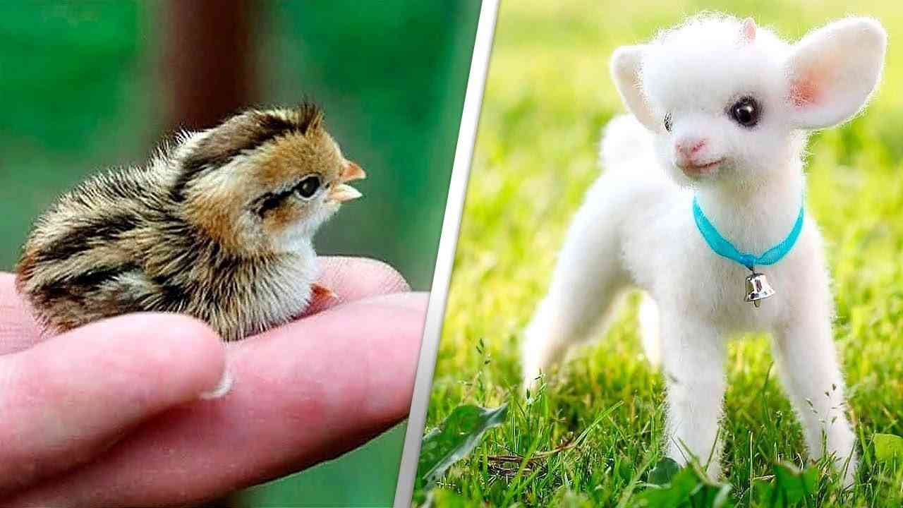 一番かわいい画像を貼った人が優勝