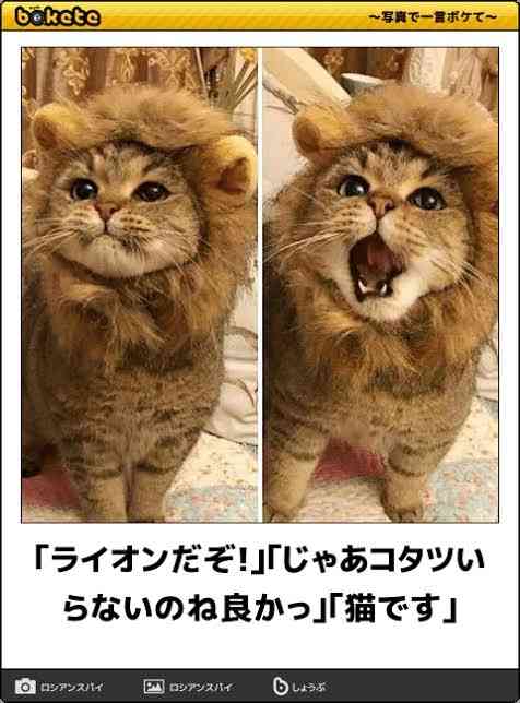 一番かわいい画像を貼った人が優勝