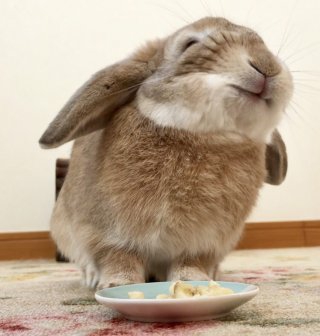 一番かわいい画像を貼った人が優勝