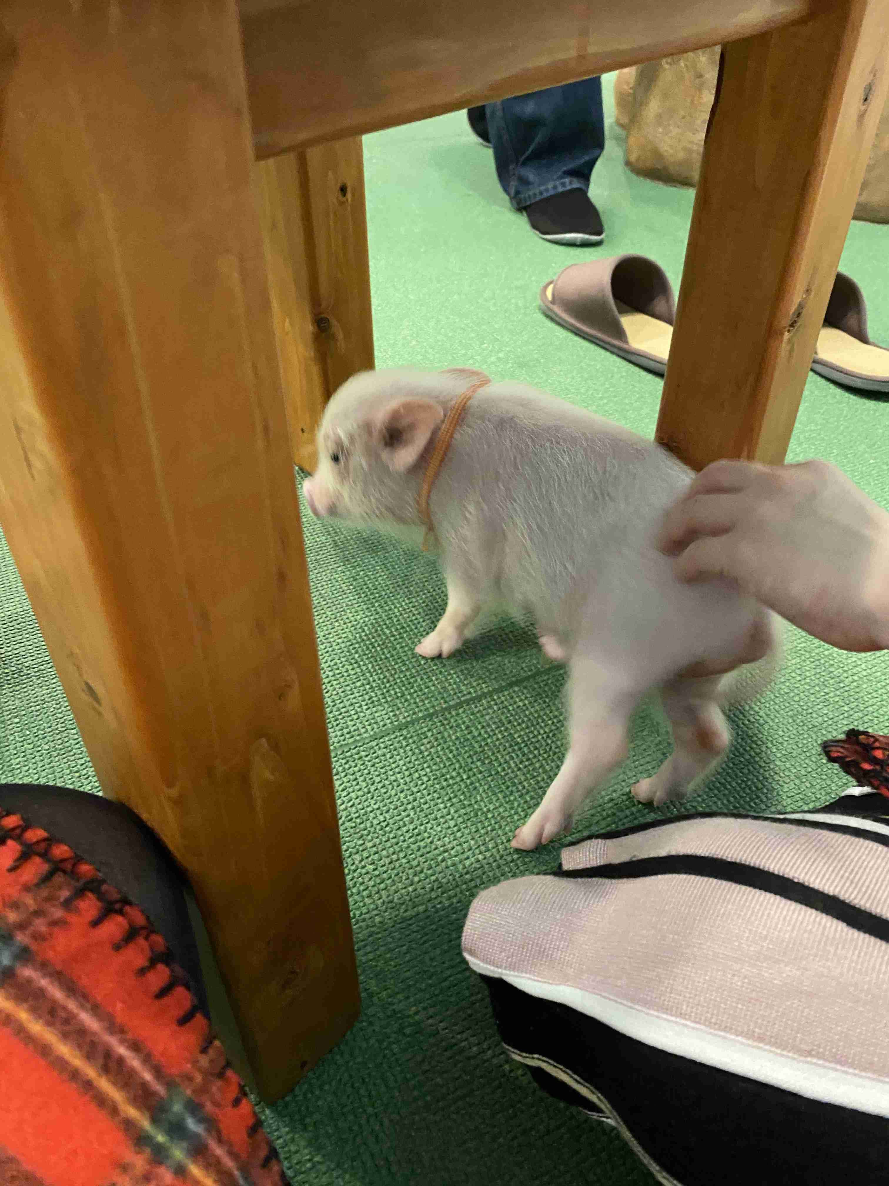 一番かわいい画像を貼った人が優勝
