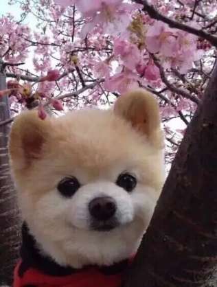 一番かわいい画像を貼った人が優勝