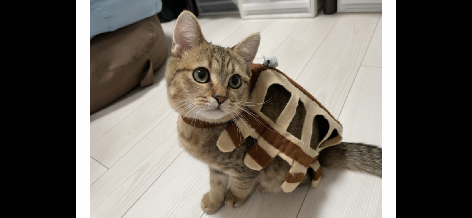 一番かわいい画像を貼った人が優勝