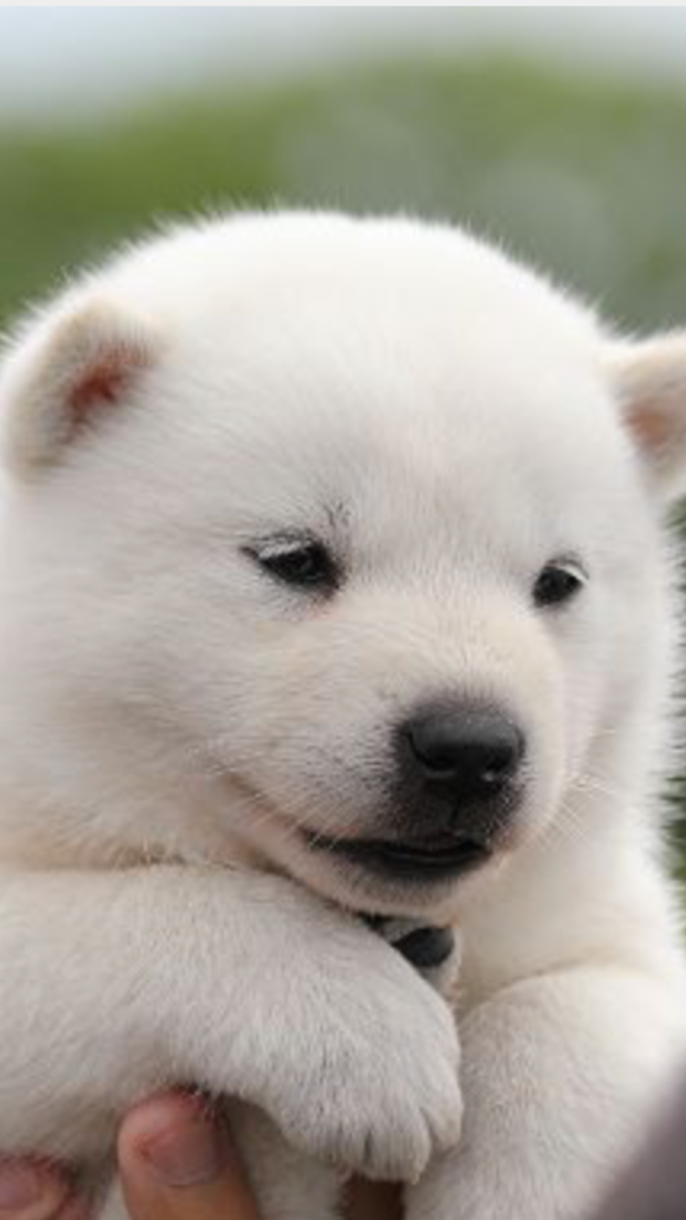 一番かわいい画像を貼った人が優勝