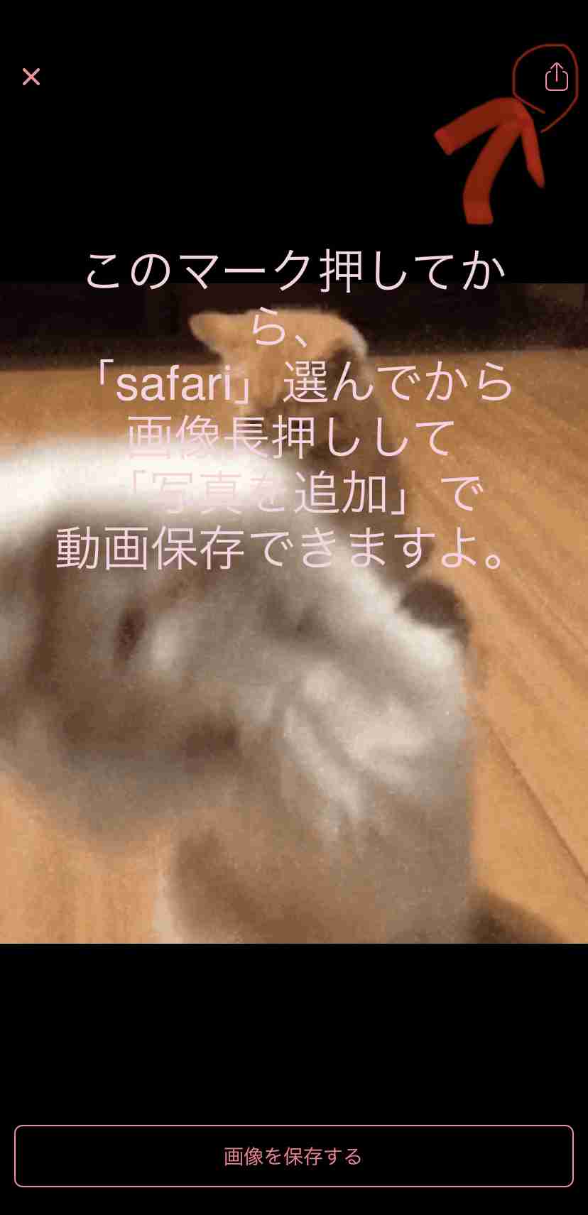 一番かわいい画像を貼った人が優勝