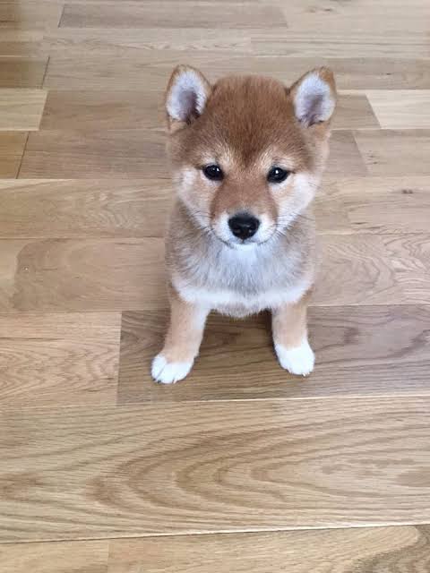 一番かわいい画像を貼った人が優勝