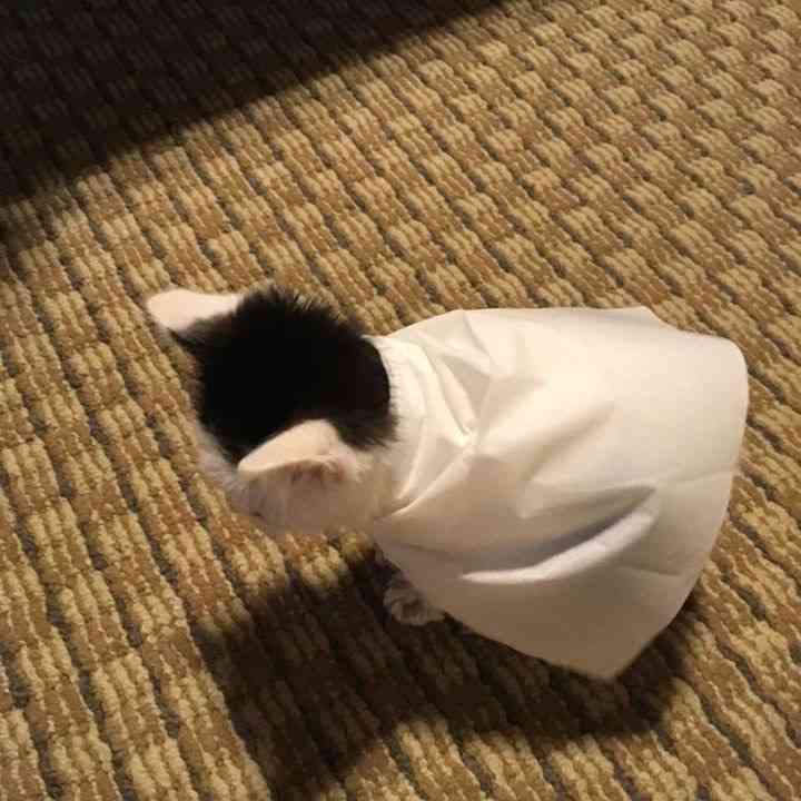 一番かわいい画像を貼った人が優勝
