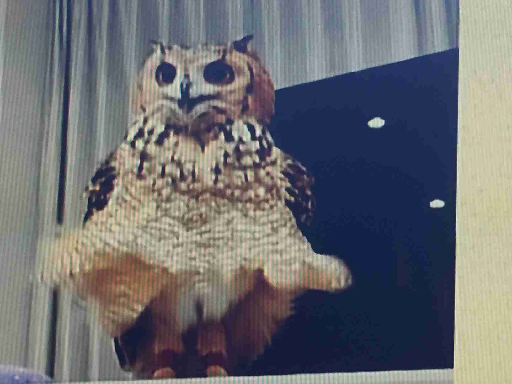 一番かわいい画像を貼った人が優勝