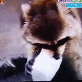 一番かわいい画像を貼った人が優勝