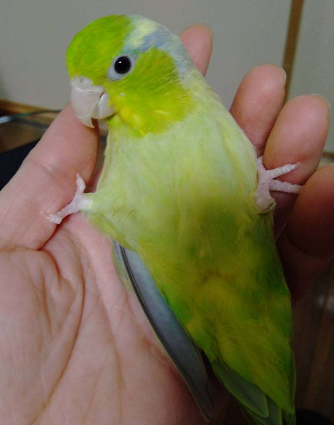 一番かわいい画像を貼った人が優勝