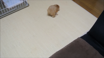 一番かわいい画像を貼った人が優勝