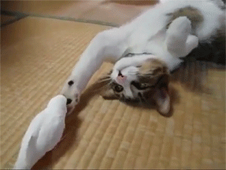 一番かわいい画像を貼った人が優勝