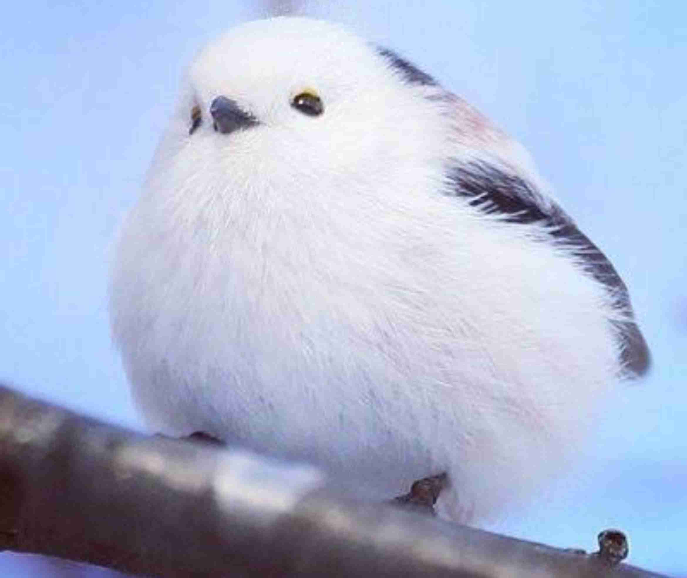 一番かわいい画像を貼った人が優勝