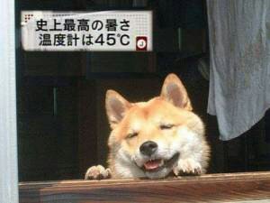一番かわいい画像を貼った人が優勝