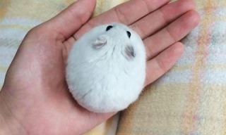 一番かわいい画像を貼った人が優勝