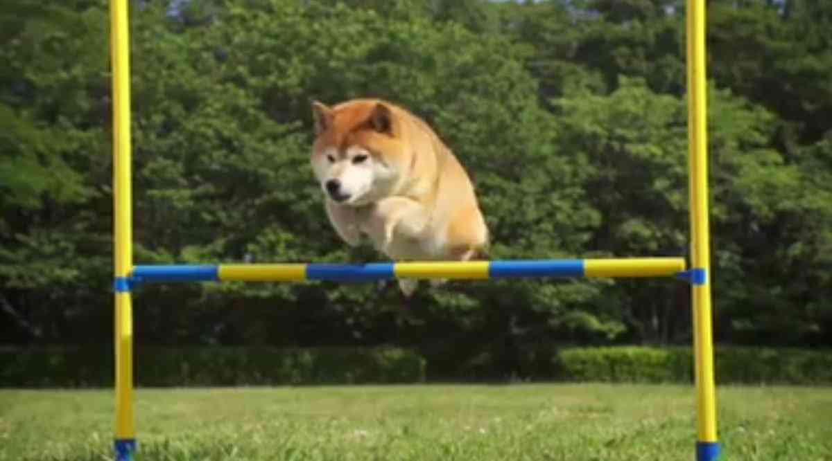 一番かわいい画像を貼った人が優勝