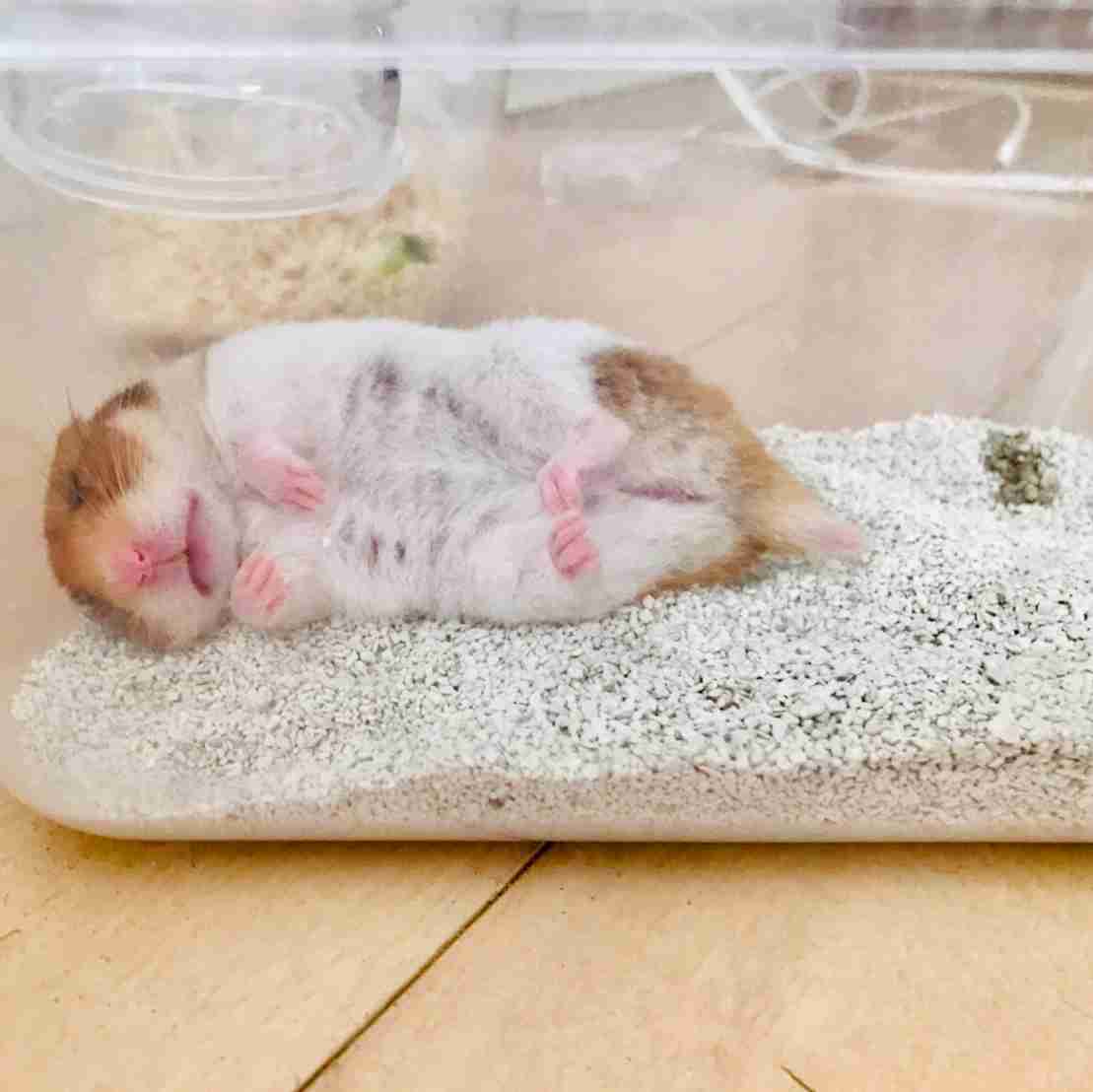 一番かわいい画像を貼った人が優勝