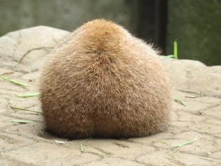 一番かわいい画像を貼った人が優勝