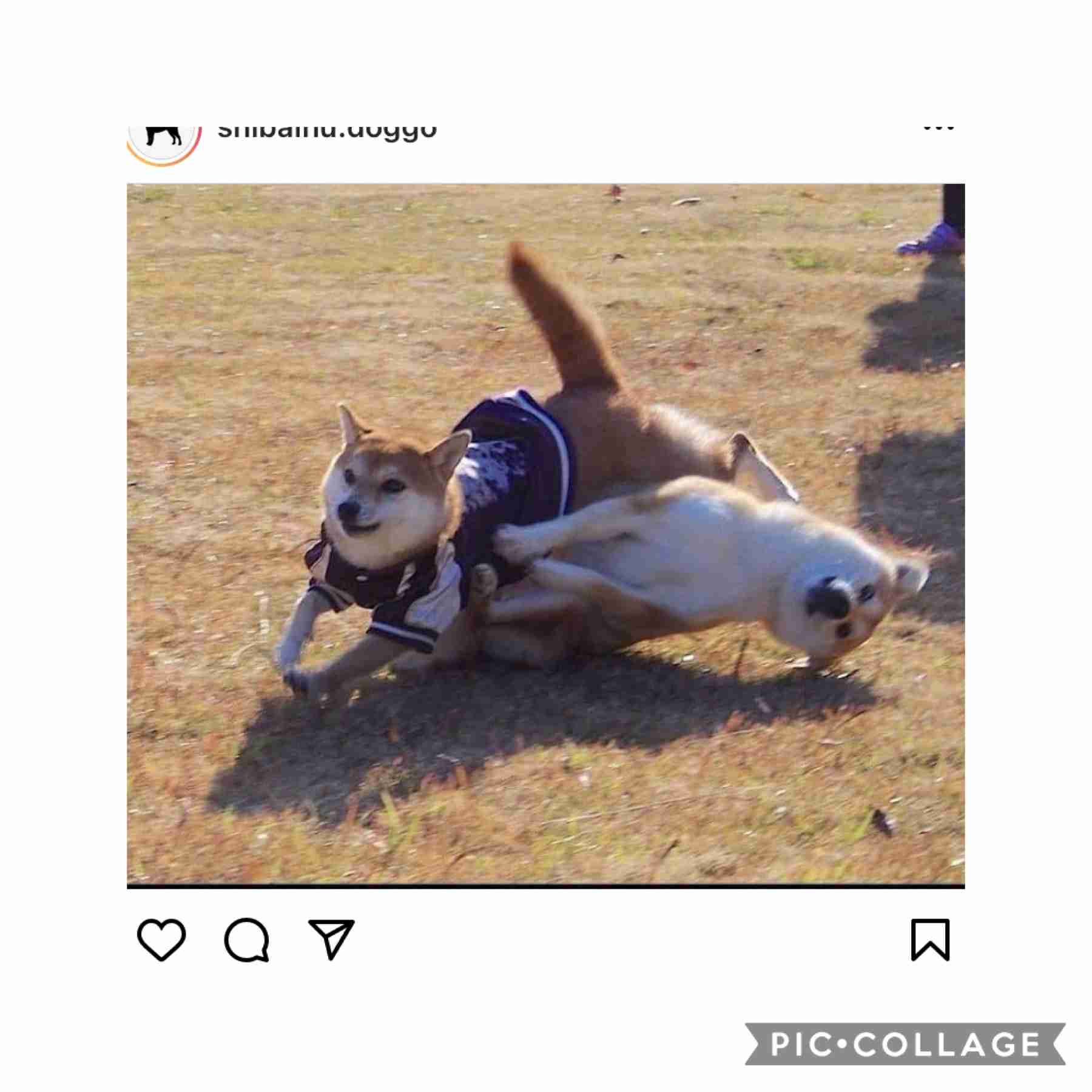 一番かわいい画像を貼った人が優勝