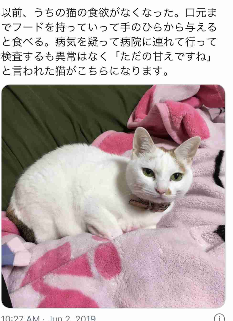 一番かわいい画像を貼った人が優勝