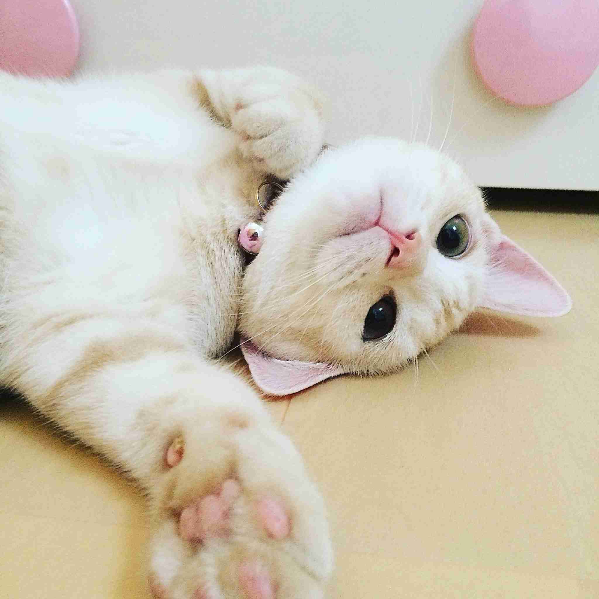 一番かわいい画像を貼った人が優勝