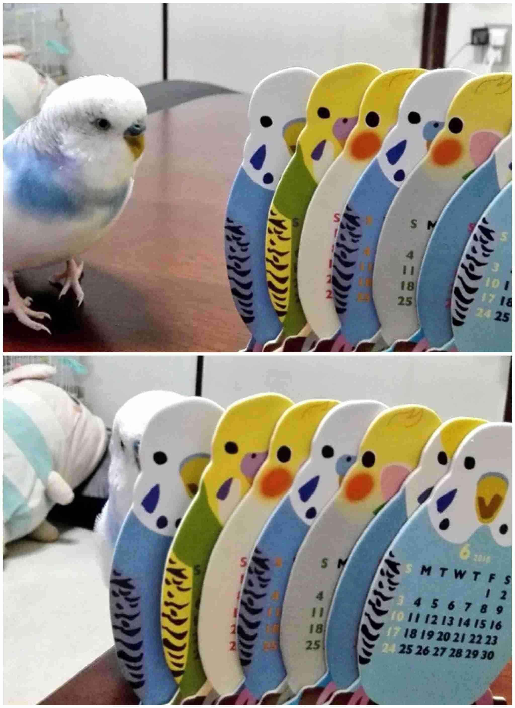 一番かわいい画像を貼った人が優勝