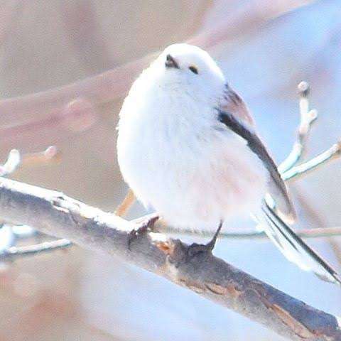 一番かわいい画像を貼った人が優勝