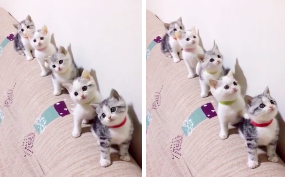 一番かわいい画像を貼った人が優勝