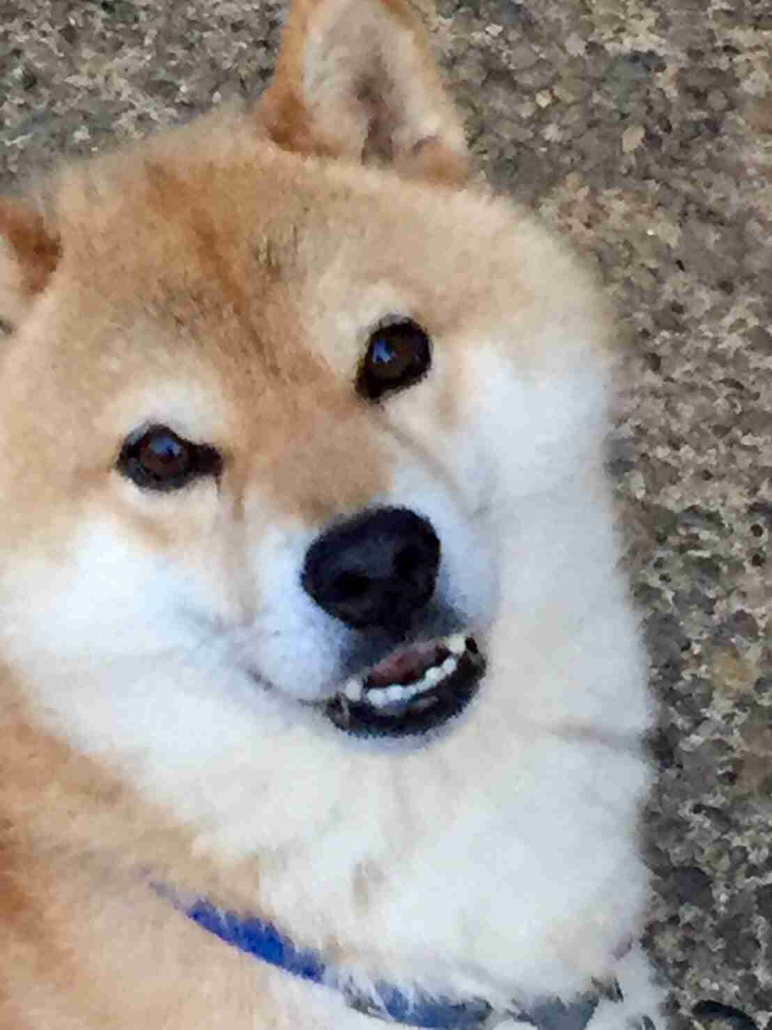 一番かわいい画像を貼った人が優勝