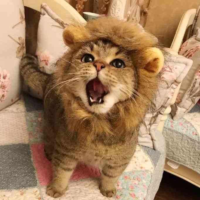 一番かわいい画像を貼った人が優勝