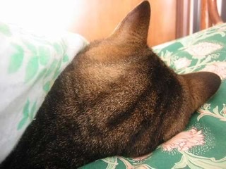 一番かわいい画像を貼った人が優勝