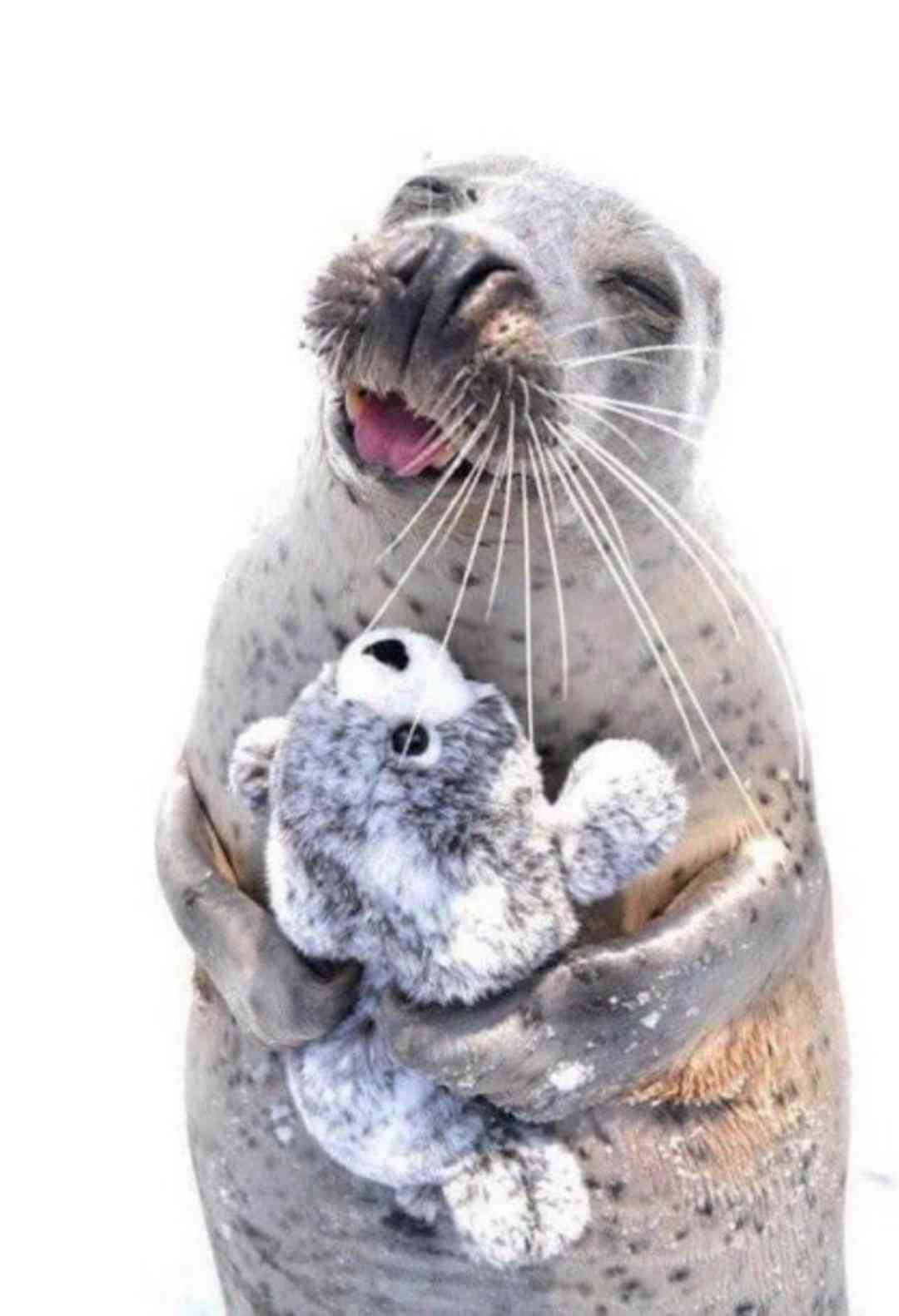 一番かわいい画像を貼った人が優勝