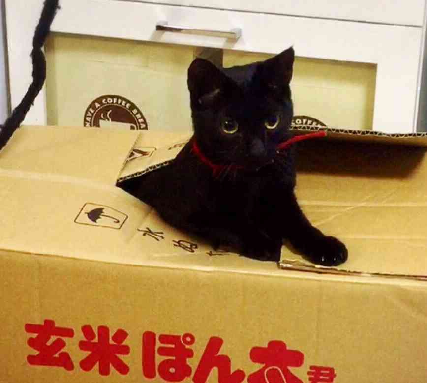 一番かわいい画像を貼った人が優勝