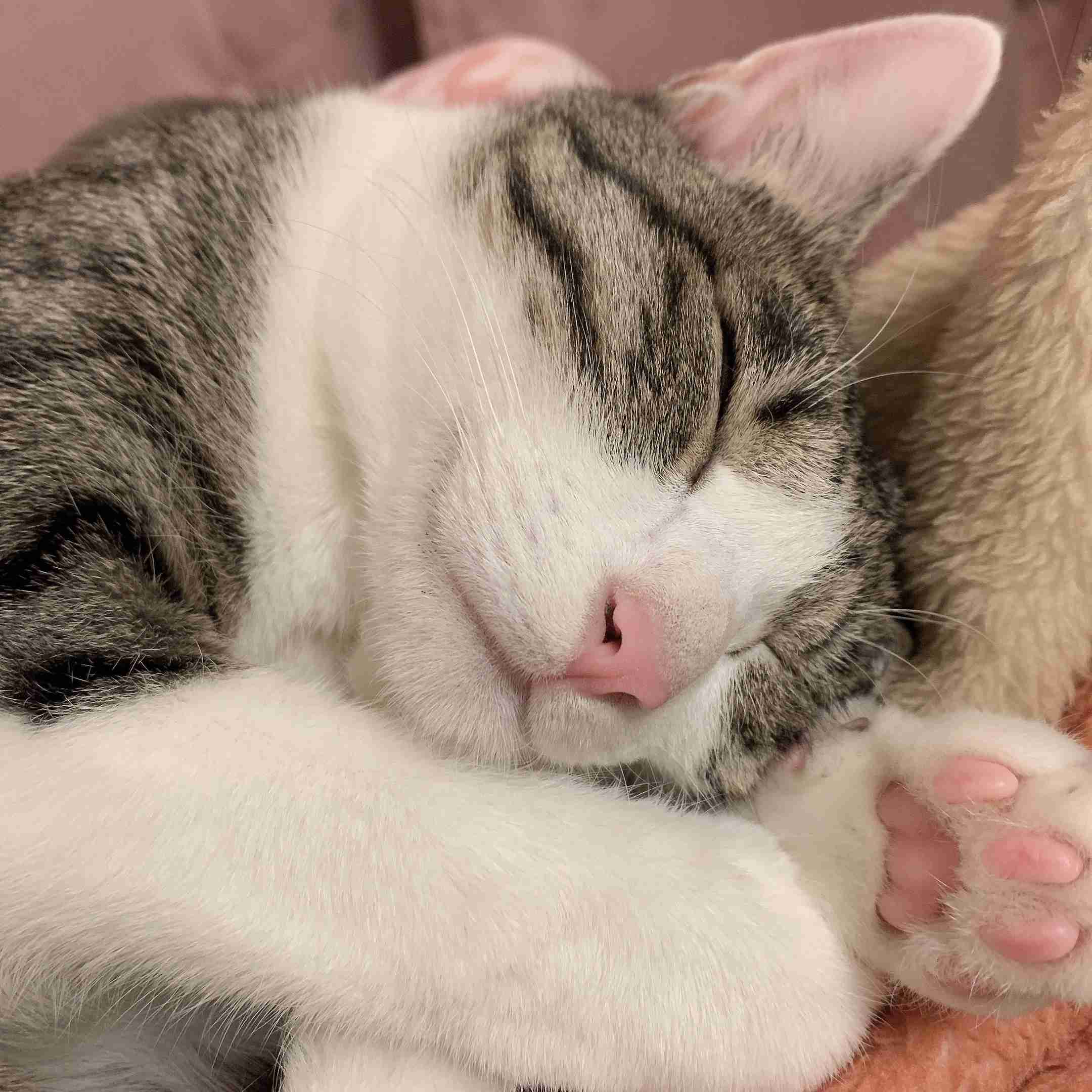 一番かわいい画像を貼った人が優勝
