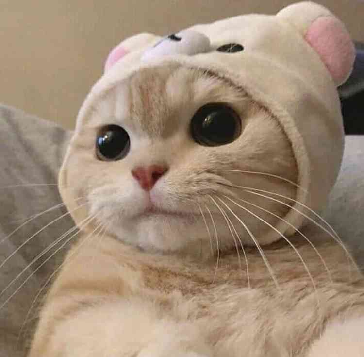 一番かわいい画像を貼った人が優勝