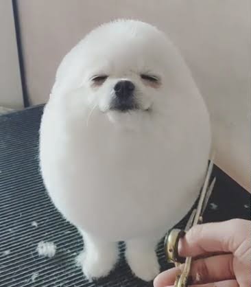 一番かわいい画像を貼った人が優勝