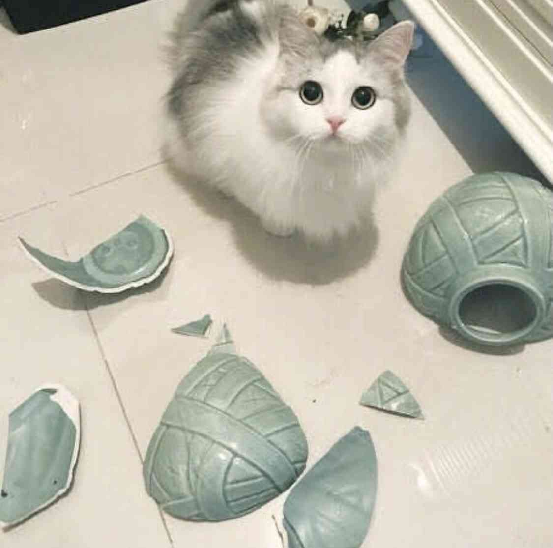 一番かわいい画像を貼った人が優勝