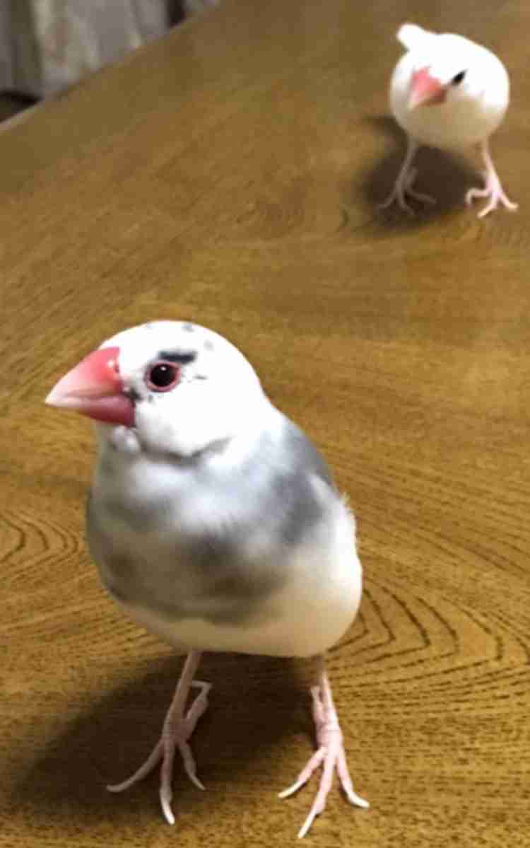 一番かわいい画像を貼った人が優勝