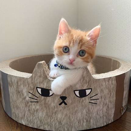一番かわいい画像を貼った人が優勝