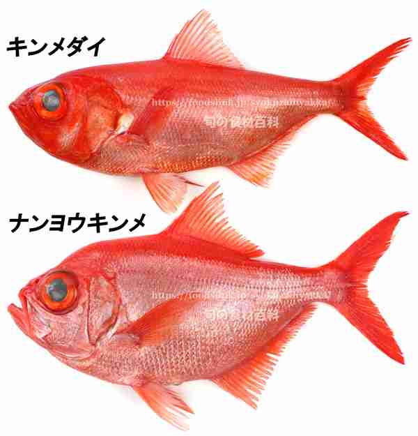 サンドイッチのツナは本物？ 「サブウェイ」に訴訟