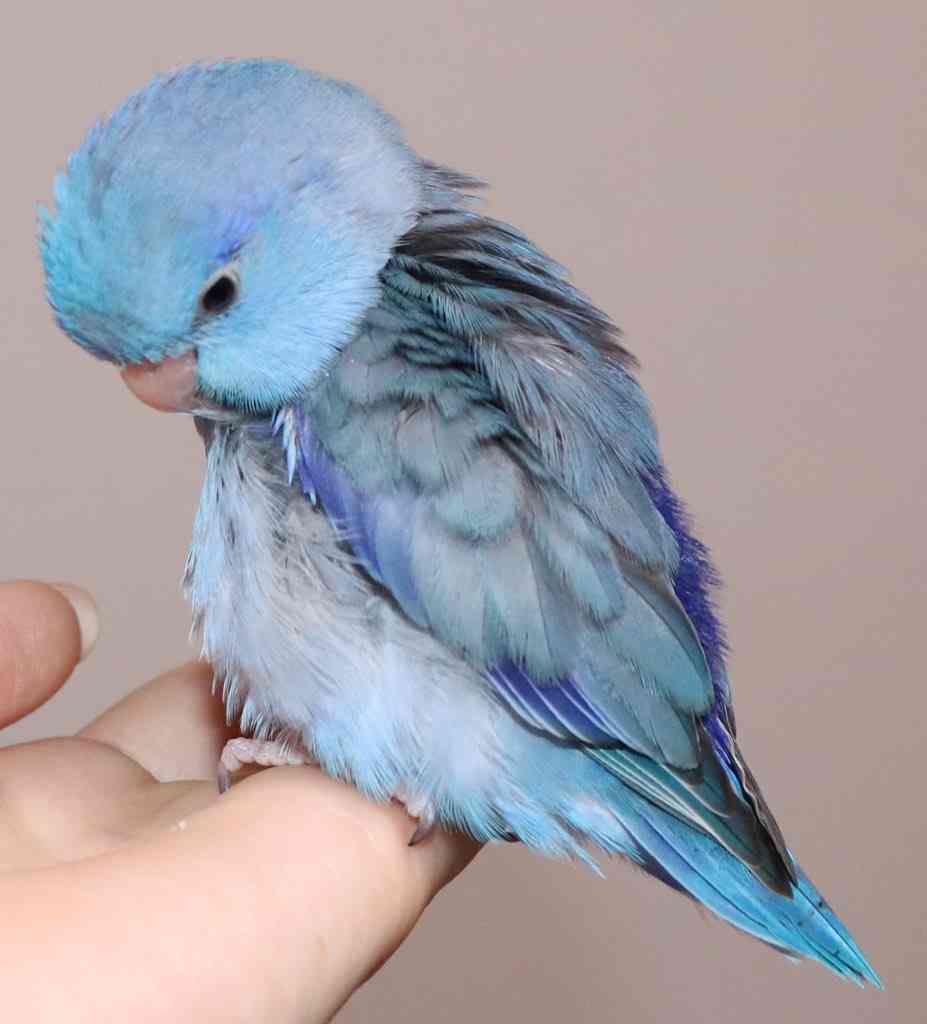 年末だしそろそろインコの可愛さについて語ろう3