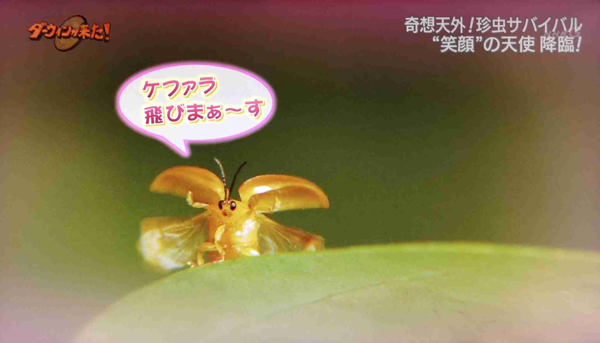 【閲覧注意】不思議・奇妙な昆虫が集まるトピ