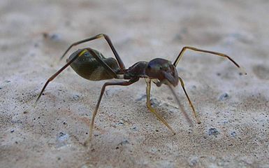 【閲覧注意】不思議・奇妙な昆虫が集まるトピ