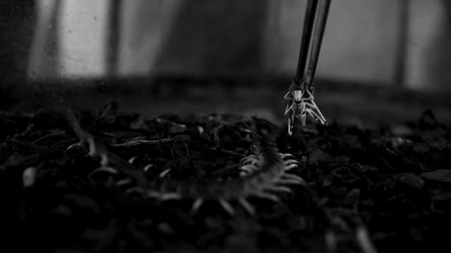 【閲覧注意】不思議・奇妙な昆虫が集まるトピ