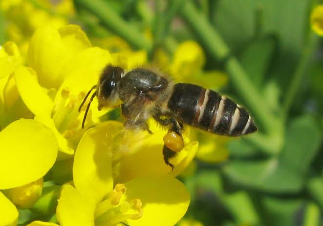 【閲覧注意】不思議・奇妙な昆虫が集まるトピ