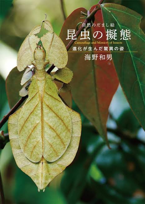 【閲覧注意】不思議・奇妙な昆虫が集まるトピ