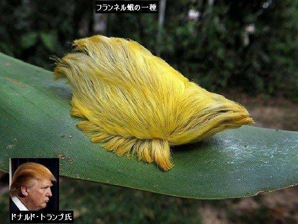 【閲覧注意】不思議・奇妙な昆虫が集まるトピ