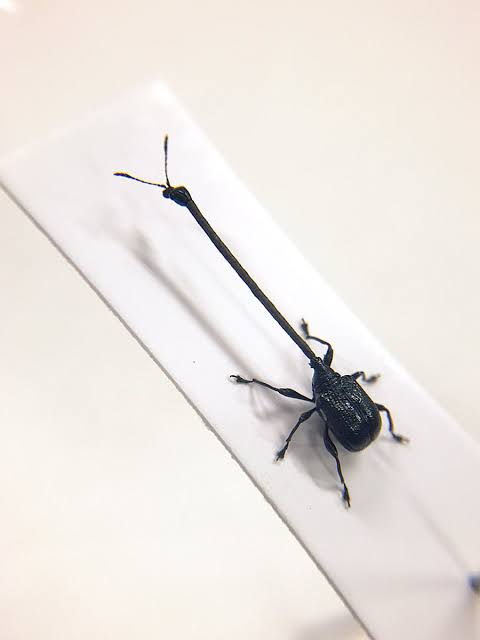 【閲覧注意】不思議・奇妙な昆虫が集まるトピ