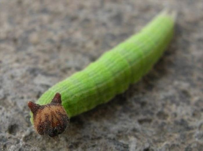 【閲覧注意】不思議・奇妙な昆虫が集まるトピ